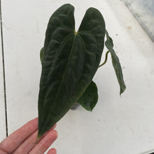 Load image into Gallery viewer, Anthurium (Ace of Spades DF x Kunayalense) x Pap FS, Exact Plant Ships Nationwide