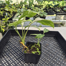Load image into Gallery viewer, Monstera Lechleriana Variegated exact plant, Fedex 2day*