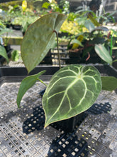 Load image into Gallery viewer, Anthurium "Michelle x Zara" x Noid Hybrid, Exact Plant Ships Nationwide