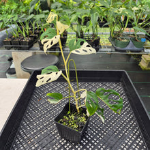Load image into Gallery viewer, Monstera Adansonii Laniata Albo Variegated exact plant, Fedex 2day*