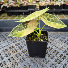 Load image into Gallery viewer, Alocasia Watsoniana Albo Pink variegated exact plant, Fedex 2day*