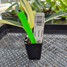 Load image into Gallery viewer, Philodendron Wend Imbe, Exact Plant Variegated Ships Nationwide