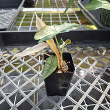 Load image into Gallery viewer, Alocasia polly snowflake pink variegated, Exact Plant Ships Nationwide.