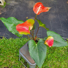 Load image into Gallery viewer, Anthurium Tropic Sunrise Bicolor Obake, Exact Plant Variegated Ships Nationwide