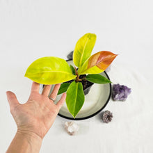 Load image into Gallery viewer, Philodendron Red Moon, Exact Plant Variegated