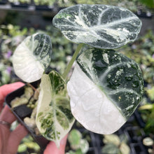 Load image into Gallery viewer, Alocasia Ninja Albo, Variegated 2.5" pot, Fedex 2day*