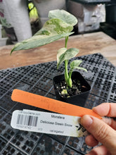 Load image into Gallery viewer, Monstera deliciosa green snow, Exact Plant Ships Nationwide
