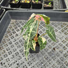 Load image into Gallery viewer, Alocasia polly pink variegated, Exact Plant Ships Nationwide.