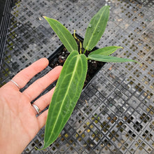 Load image into Gallery viewer, Anthurium Warocqueanum, Queen, Exact Plant Ships Nationwide