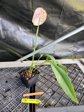 Load image into Gallery viewer, Anthurium Scherzerianum "Pig Tail", Exact Plant Speckled Ships Nationwide