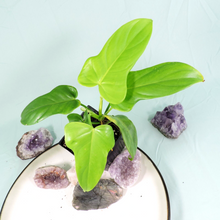 Load image into Gallery viewer, Philodendron Bipennifolium Golden Violin 4" pot, Fedex 2day*