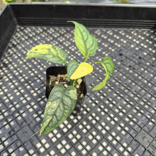 Load image into Gallery viewer, Monstera Siltepecana Aurea Variegated exact plant, Fedex 2day*