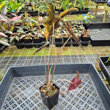 Load image into Gallery viewer, Alocasia Sanderiana Nobilis Aurea Variegated exact plant, Fedex 2day*