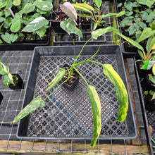 Load image into Gallery viewer, Philodendron Holtonianum Variegated, Exact Plant Ships Nationwide