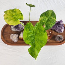 Load image into Gallery viewer, Alocasia Gageana Aurea, Exact Plant Variegated