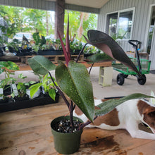 Load image into Gallery viewer, Philodendron Majesty 6" pot, Fedex 2day