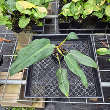 Load image into Gallery viewer, Philodendron Sagittifolium, Tuxtlanum Rubra, Exact Plant Ships Nationwide