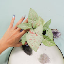 Load image into Gallery viewer, Syngonium Milk Confetti Shipped Nationwide