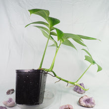 Load image into Gallery viewer, Rhaphidophora Decursiva, Dragon Tail. no shipping: ca,az,tx,la