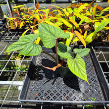 Load image into Gallery viewer, Philodendron Plowmanii 6" pot, Fedex 2day