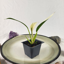 Load image into Gallery viewer, Philodendron Wend Imbe, Exact Plant Variegated