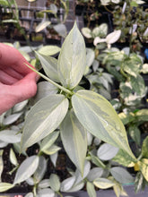 Load image into Gallery viewer, Philodendron Hastatum Silver Sword Variegated 2.5" pot, Fedex 2day*