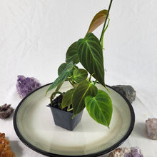 Load image into Gallery viewer, Philodendron Splendid 2.5" pot, Fedex 2day*