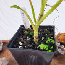 Load image into Gallery viewer, Philodendron Thai Sunrise Variegated 4" pot, Fedex 2day*