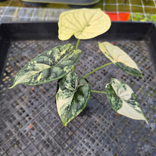 Load image into Gallery viewer, Alocasia dragon scale albo Exact Plant Ships Nationwide