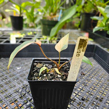 Load image into Gallery viewer, Homalomena Rubescens Pink Diamond, Exact Plant Variegated