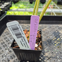Load image into Gallery viewer, Alocasia Macrorrhiza Shock Treatment Variegated exact plant, Fedex 2day*