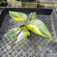 Load image into Gallery viewer, Philodendron White Princess Aurea Variegated exact plant, Fedex 2day*