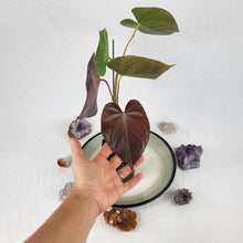 Load image into Gallery viewer, Anthurium Red Beauty, Exact Plant