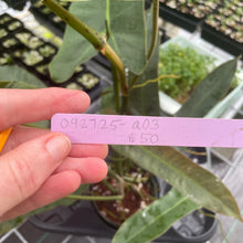 Load image into Gallery viewer, Philodendron Atabapoense Dark Form exact plant, Fedex 2day*