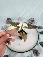 Load image into Gallery viewer, Pink Splash, exact plant, variegated Syngonium, ships nationwide