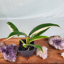 Load image into Gallery viewer, Philodendron Wend Imbe, Exact Plant Variegated