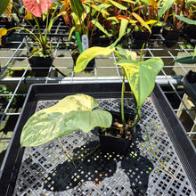 Load image into Gallery viewer, Philodendron Bipennifolium Variegated exact plant, Fedex 2day*