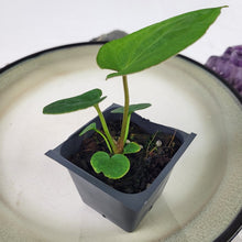 Load image into Gallery viewer, Anthurium Ace Of Spades X Papillilaminum 2.5" pot, Fedex 2day*