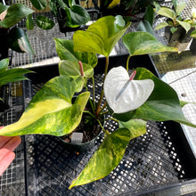 Load image into Gallery viewer, Anthurium Andraeanum White Heart, Exact Plant Variegated Ships Nationwide
