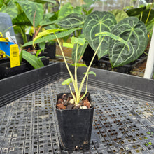 Load image into Gallery viewer, Alocasia sarian aurea, Exact Plant Ships Nationwide.