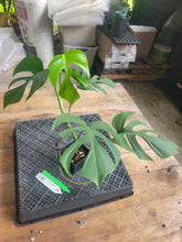 Load image into Gallery viewer, Monstera Sierrana Hawaii Clone, Exact Plant Ships Nationwide