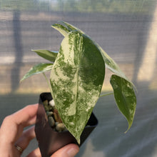 Load image into Gallery viewer, Alocasia Longiloba Aurea variegated exact plant, Fedex 2day*