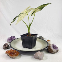 Load image into Gallery viewer, Alocasia Frydek, Exact Plant Variegated