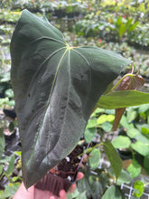 Load image into Gallery viewer, Anthurium Papillilaminum Fort Sherman X ( FS X Ralph Lynam) 8" pot, Fedex 2day