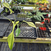 Load image into Gallery viewer, Philodendron Joepii Mint, Variegated, Exact Plant Ships Nationwide