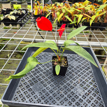 Load image into Gallery viewer, Anthurium Scherzerianum "Pig Tail", Exact Plant Ships Nationwide