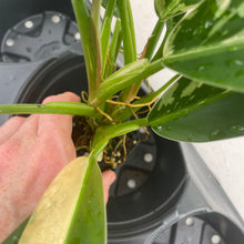 Load image into Gallery viewer, Philodendron Wend Imbe Variegated exact plant, Fedex 2day*