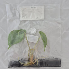 Load image into Gallery viewer, Alocasia Shattered Glass tissue culture 2DayAir