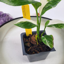 Load image into Gallery viewer, Monstera Lechleriana Variegated 2.5" Pot, Fedex 2 day*