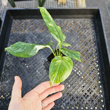 Load image into Gallery viewer, Monstera Lechleriana , Exact Plant Variegated 2.5" Ships Nationwide